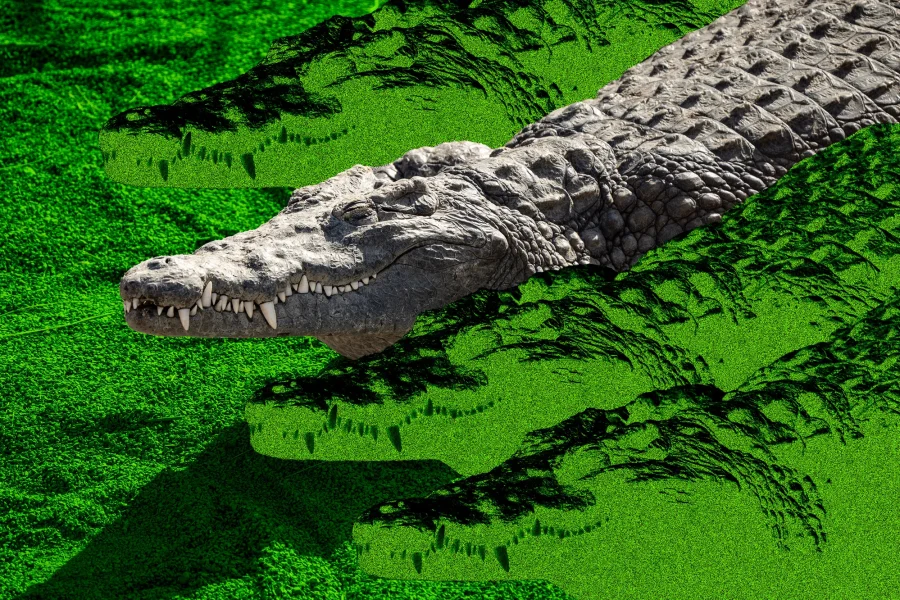 Crocodile_Lead