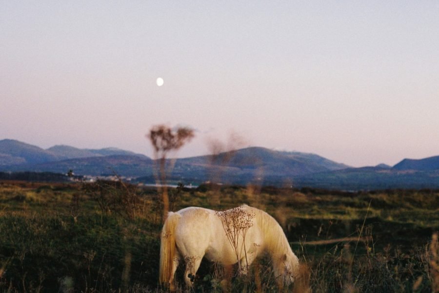 KZLA10070_main-1280x1023